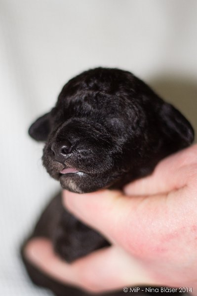 2014-02-09 Welpen Svet & Ruby-1606.jpg - Day 7